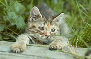 BRITISH SHORTHAIR C045